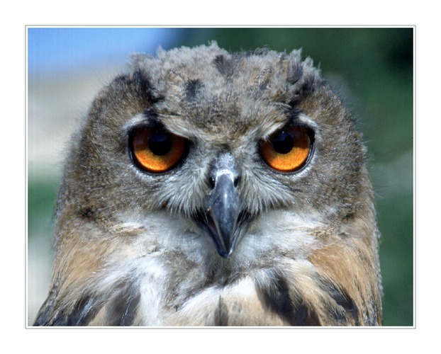 Sieh mir in die Augen Kleines Foto & Bild tiere, zoo, wildpark & falknerei, vögel Bilder auf Sieh mir in die Augen Kleines Foto & Bild tiere, zoo, wildpark & falknerei, vögel Bilder auf