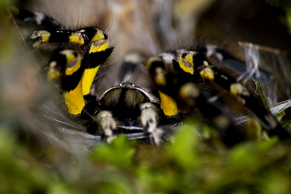 Sieh mir in die Augen, Tarantula!