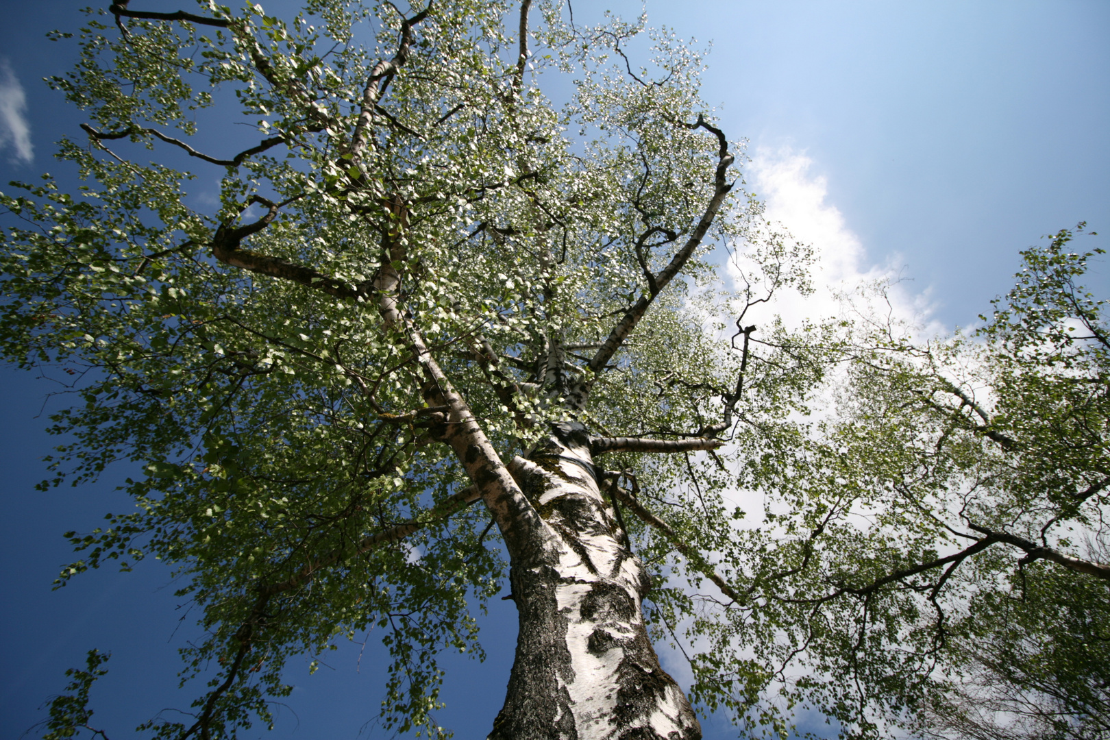 Sieh nach oben! Look up! 