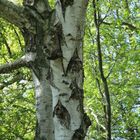 siehst Du das Gesicht im Stamm der Birke (nicht)?