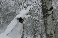 siehst du den wald vor lauter bäumen?