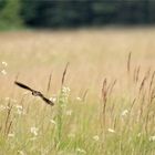 'siehst du die schwalben niedrig fliegen...