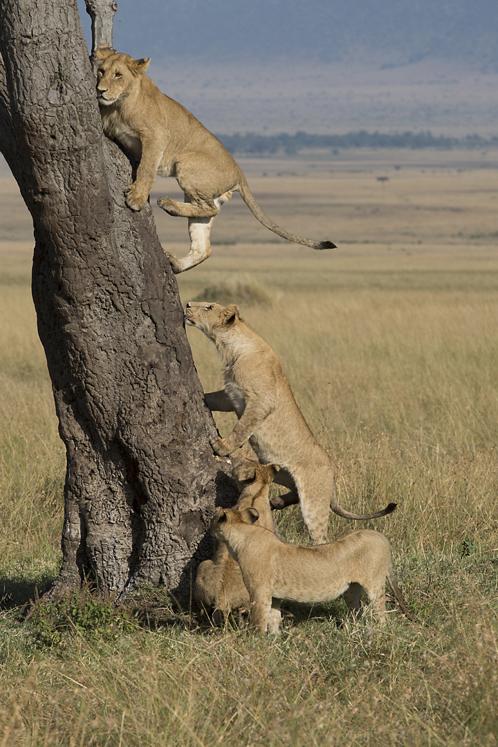 Siehst Du Was Foto Bild World Natur Afrika Bilder Auf Fotocommunity Siehst Du Was Foto Bild World Natur Afrika Bilder Auf Fotocommunity