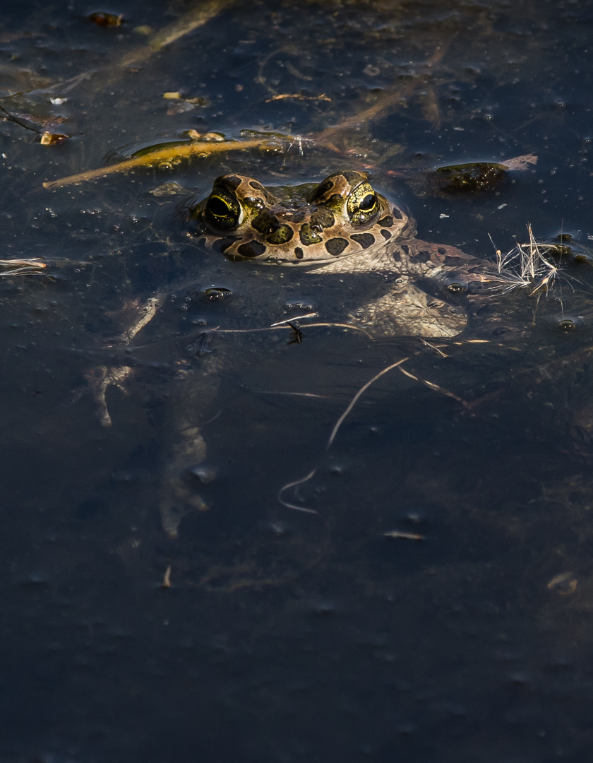 Sieht aus wie ein dicker fetter Frosch