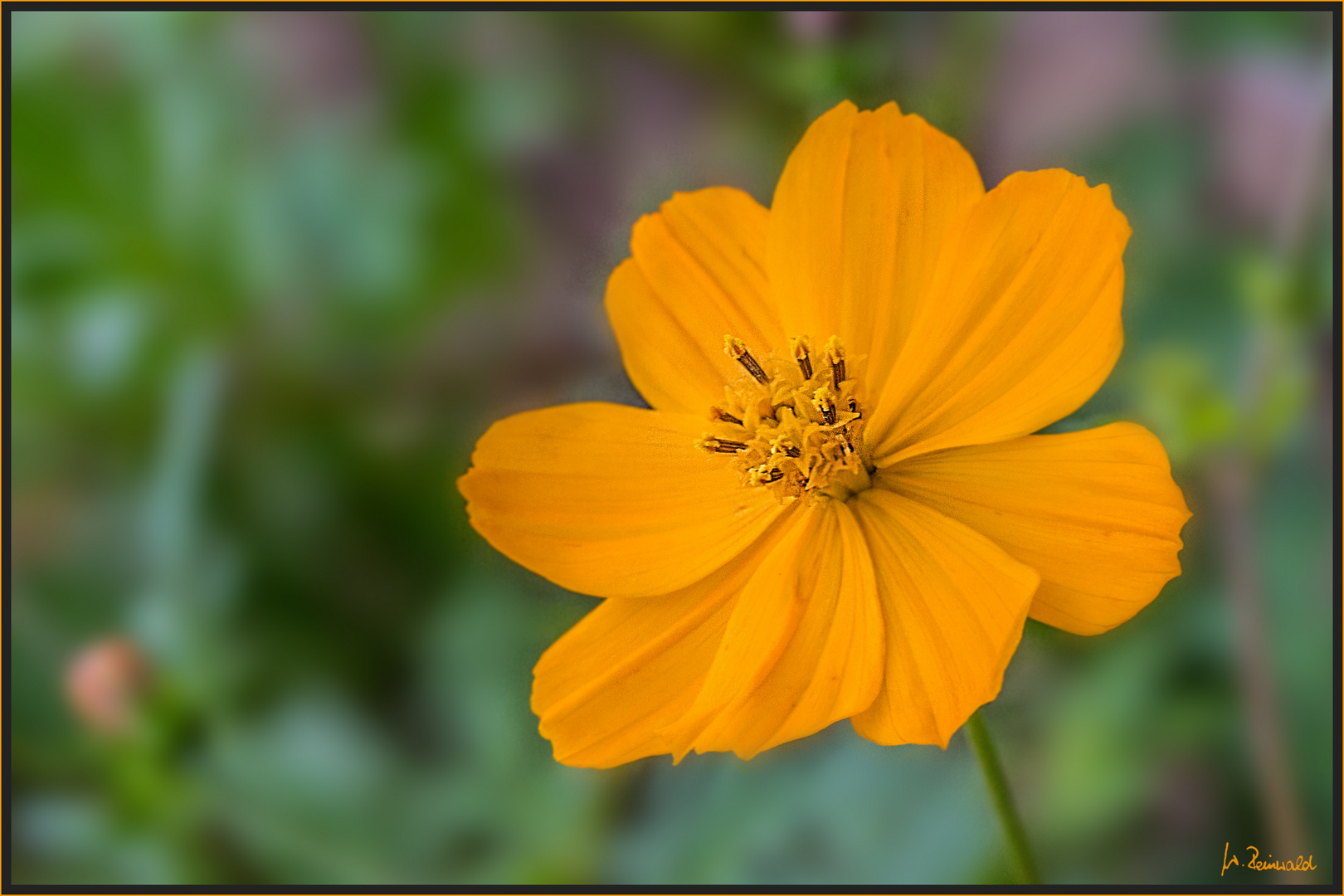 Sieht aus wie eine Cosmea ....