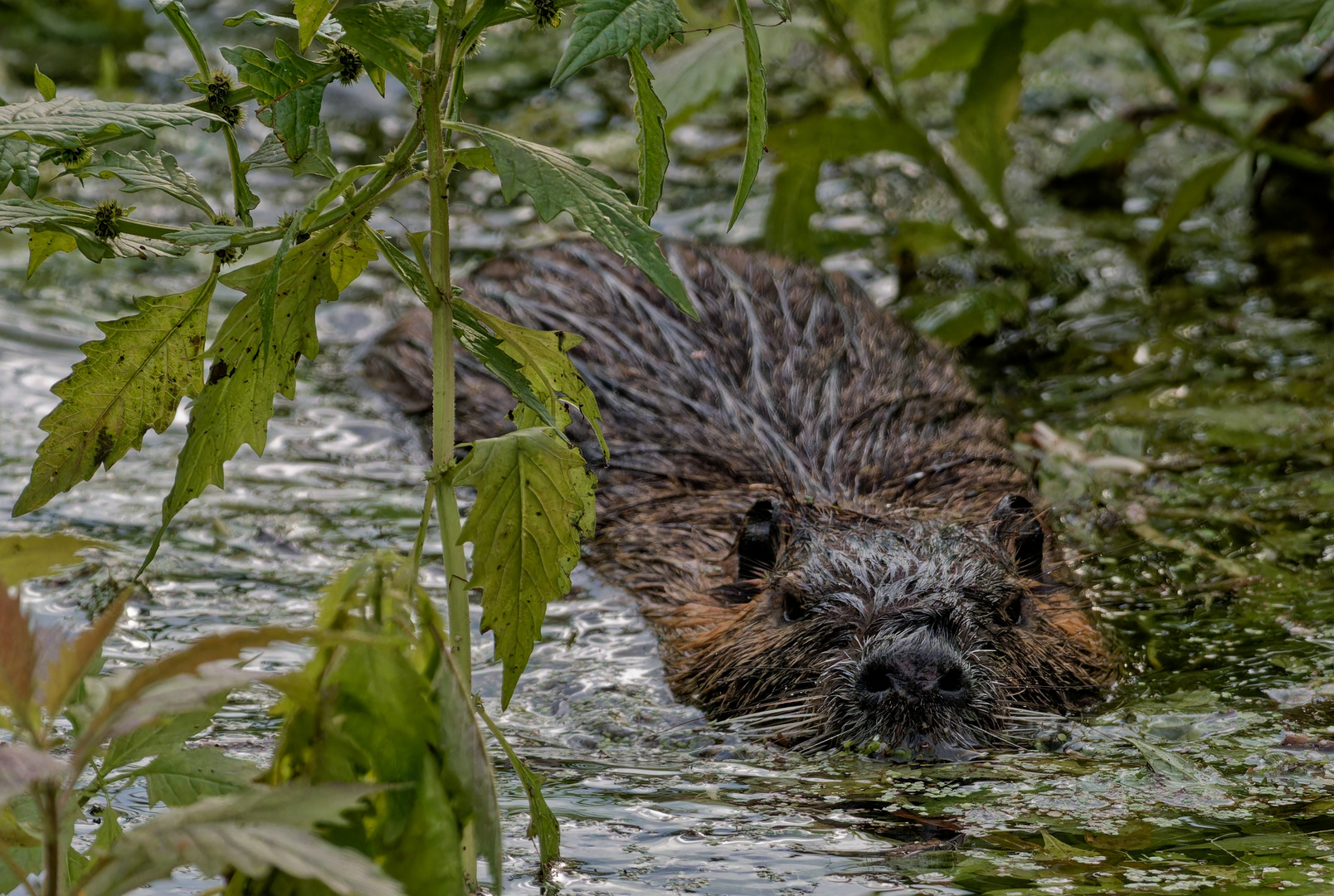 Sieht aus wie eine Wasserwutz :-))) Ne, Quatsch, ist ein Nutria.