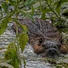 Sieht aus wie eine Wasserwutz :-))) Ne, Quatsch, ist ein Nutria.