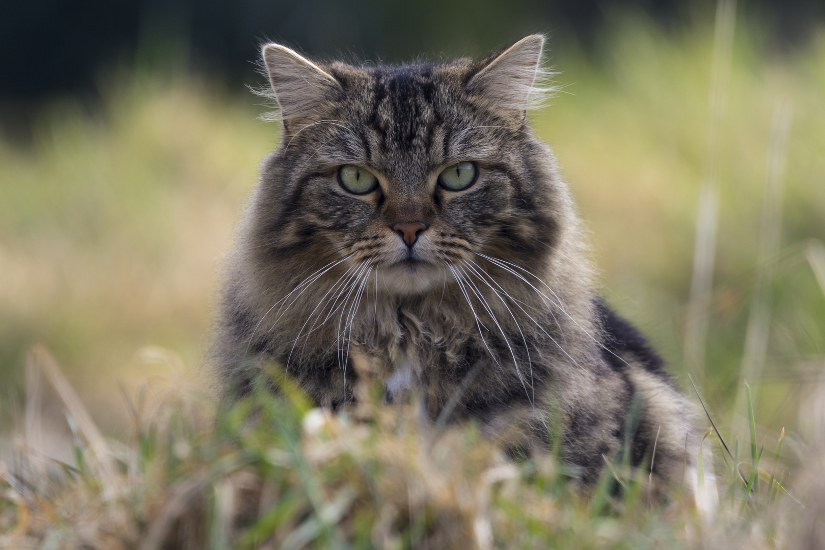 Sieht aus wie eine Wildkatze