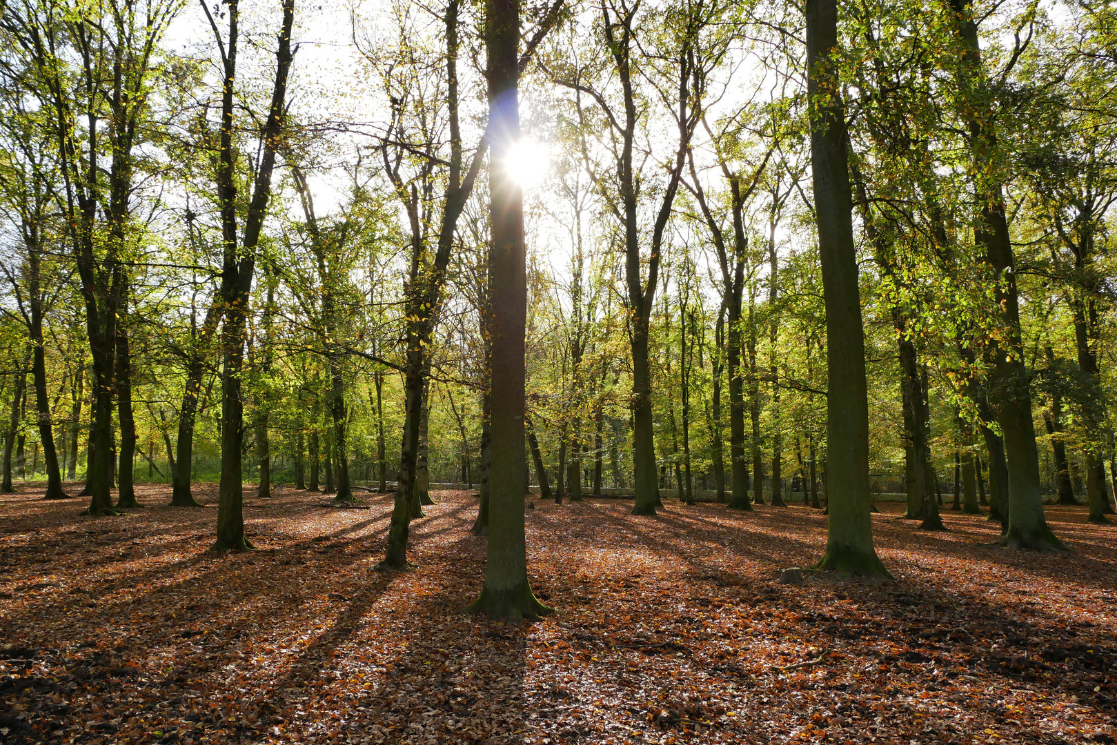 Sieht aus wie Frühling, ist aber Herbst.