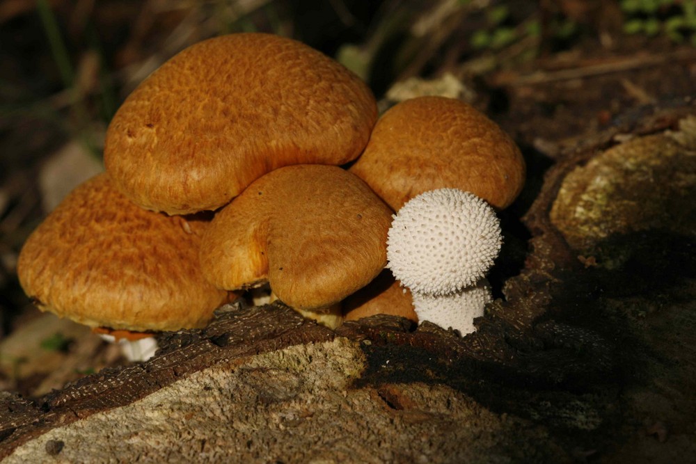 Sieht aus wie Hallimasch, Foto & Bild pflanzen, pilze & flechten