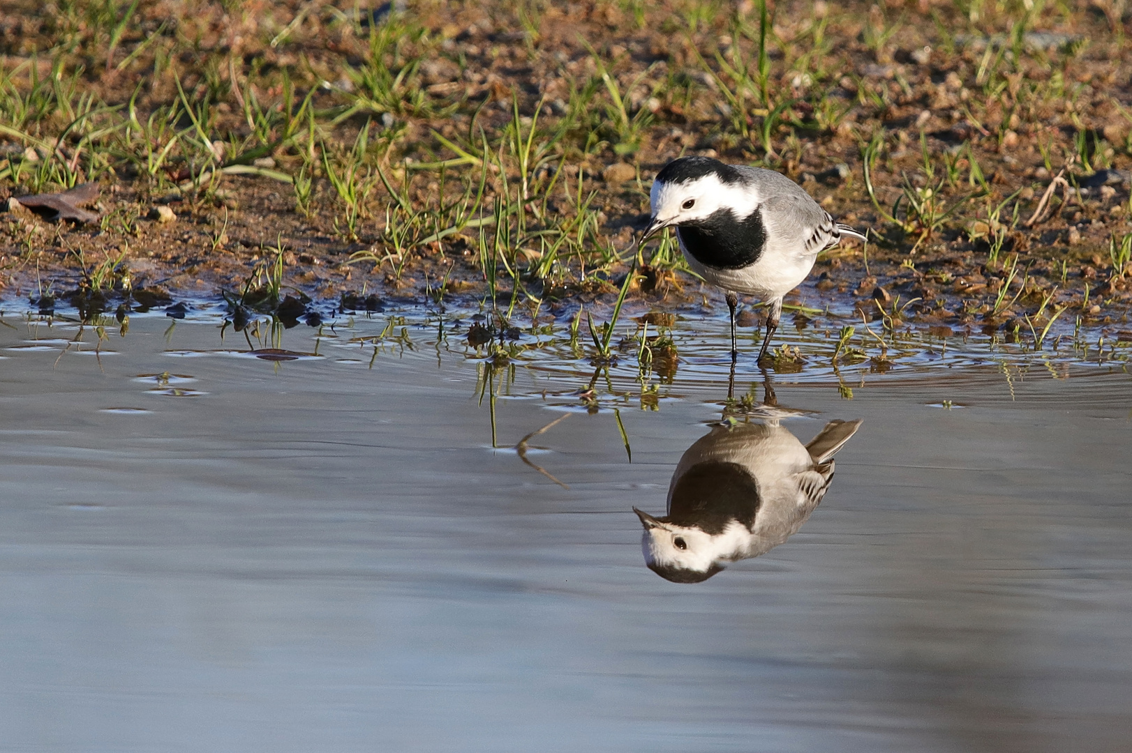 ...sieht aus wie ich Foto & Bild | tiere, wildlife, wild ...