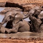 sieht aus wie im Zoo ist aber freie Wildbahn