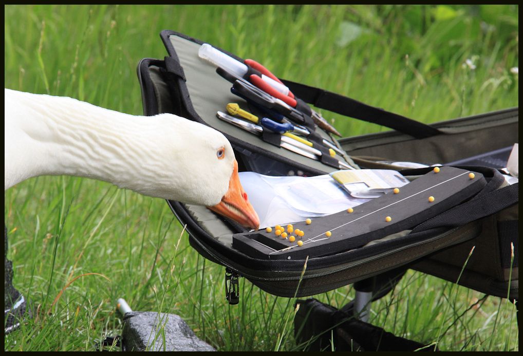 sieht aus wie mais oder wie beklaue ich einen angler...