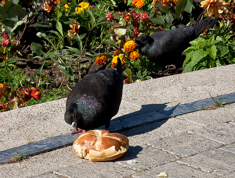 Sieht aus wie ´n Käsebrötchen , riecht wie ´n Käsebrötchen... KÄSEBRÖTCHEN!!!