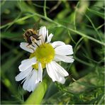 Sieht aus wie Sommer ist aber am 10.Oktober abgelichtet ;)