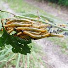 Sieht aus wie Weißdorn-Falter-Raupen