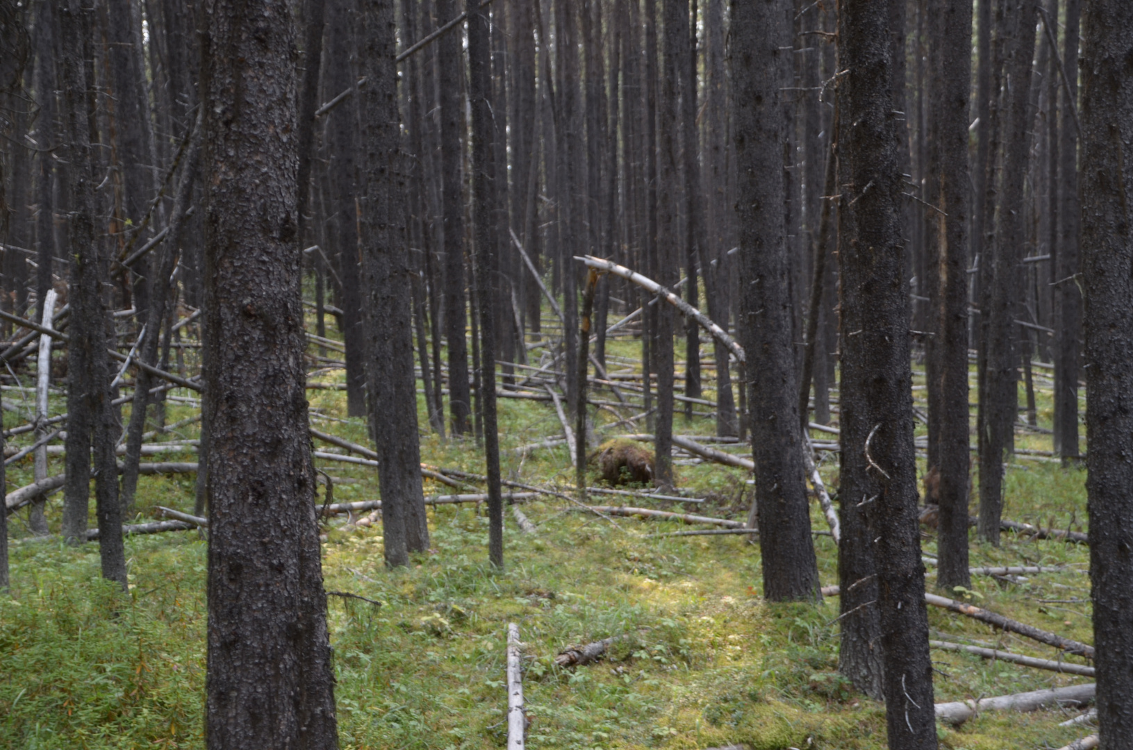 ...sieht den Wald vor lauter Bäumen nicht