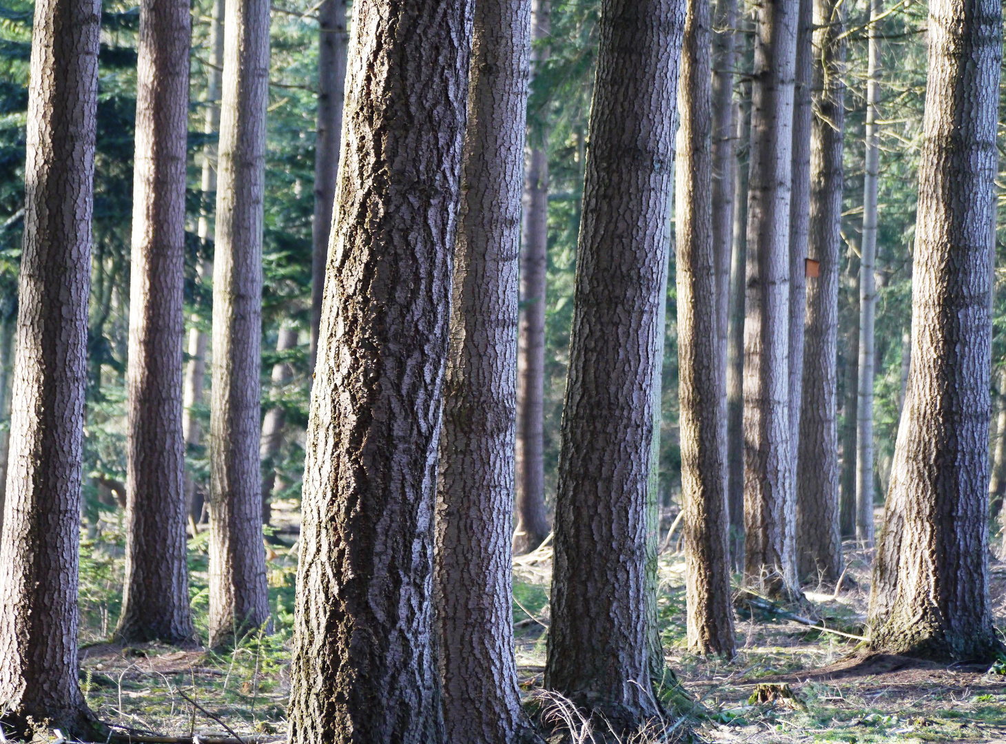 sieht den Wald vor lauter Bäumen nicht