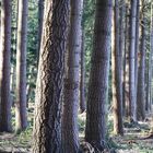 sieht den Wald vor lauter Bäumen nicht