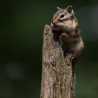 Sieht eher wie ein Hamster aus...