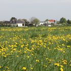 sieht fast aus, als würde dort Löwenzahn angebaut 