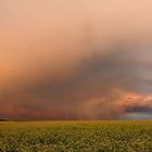 Sieht fast wie Sandsturm aus. Abendsonne scheint auf Gewitterfront über Rapsfeld.