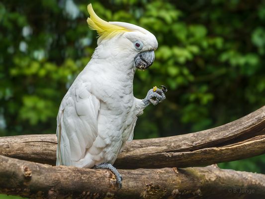 Sieht irgendwie komisch aus, ist aber lecker