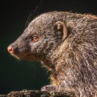 Sieht ja fast aus wie ein Igel ...