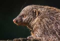 Sieht ja fast aus wie ein Igel ...