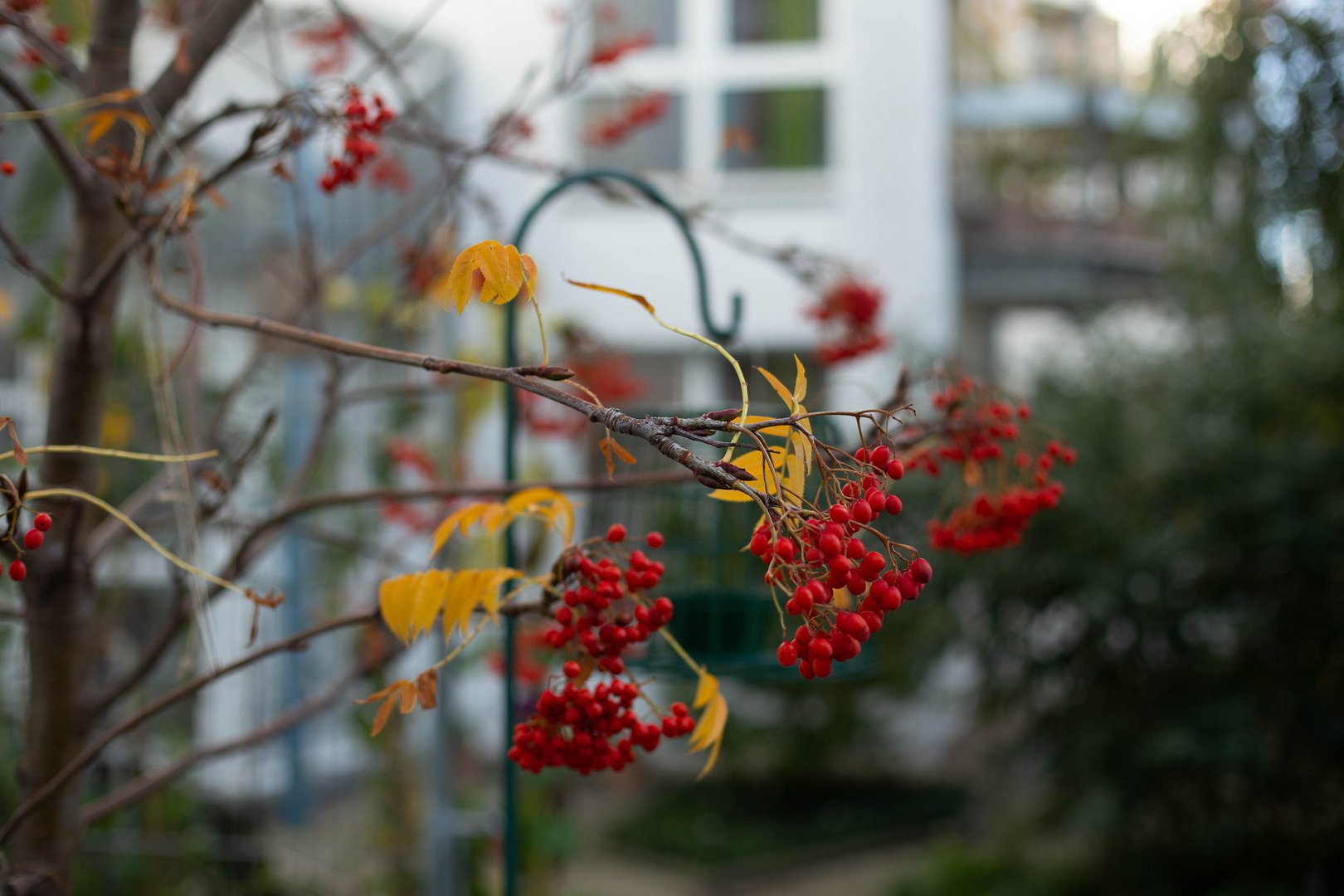 sieht man den Herbst... in der Stadt 