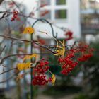 sieht man den Herbst... in der Stadt 