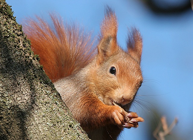 Sieht man nun auch öfters im Wald