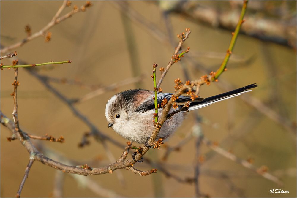 Sieht nach Frühling aus