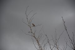 Sieht nach Regen aus..........