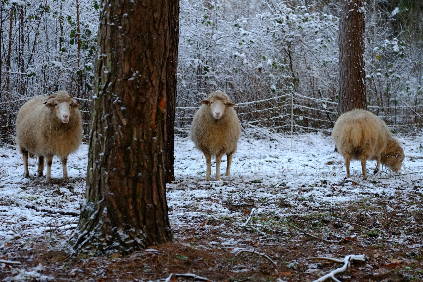 Sieht Schaf aus