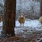 Sieht Schaf aus