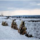 Sieht so der Frühling aus ?