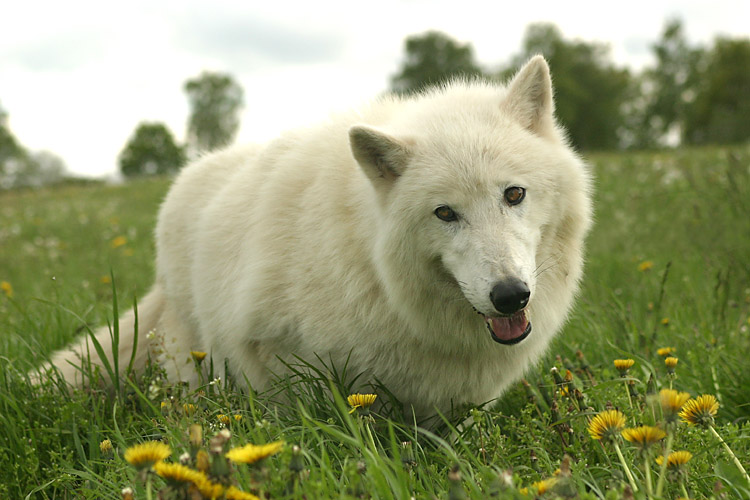 Sieht so ein "böser"Wolf aus???