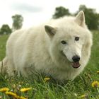 Sieht so ein "böser"Wolf aus???