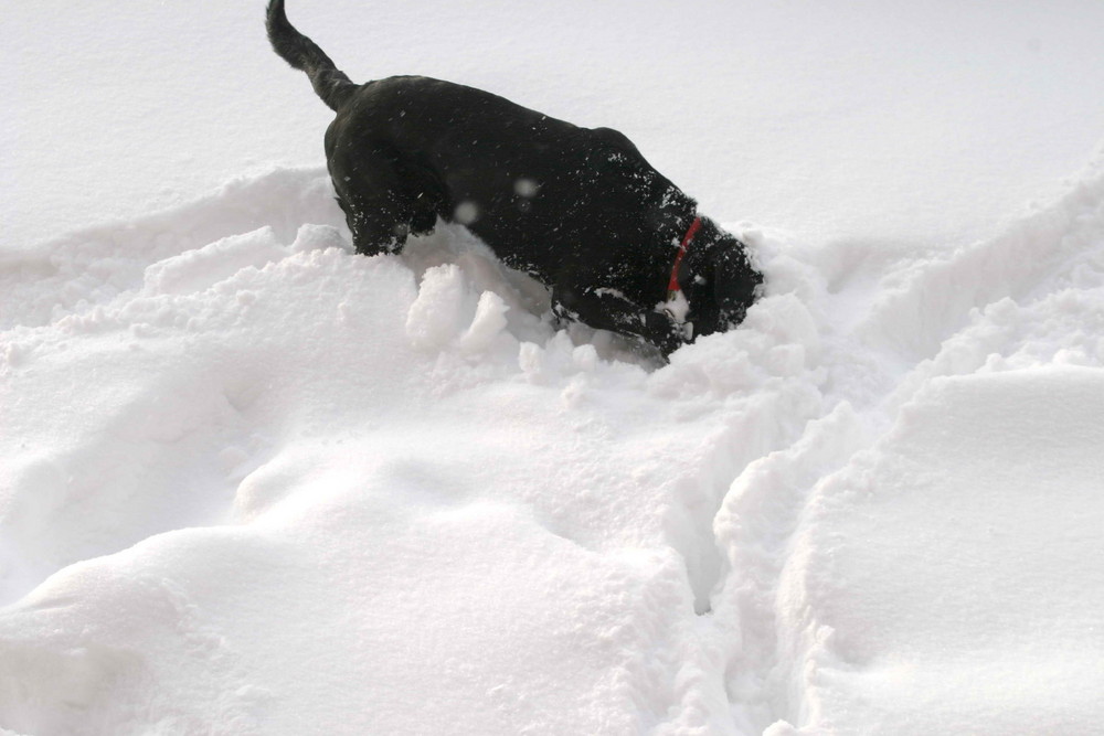 Sieht's unterm Schnee vielleicht anders aus ?? von Hans-Jürgen Becker