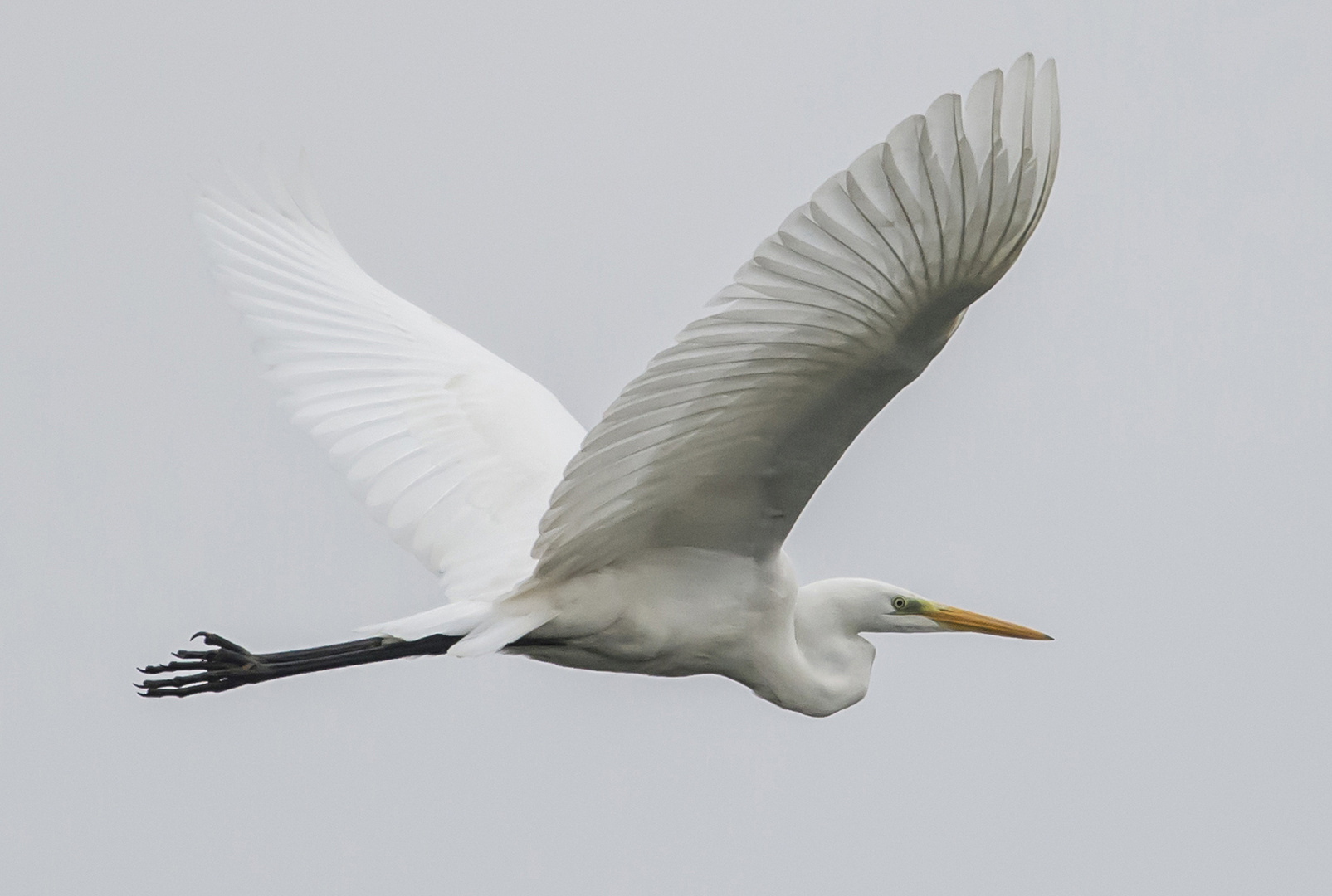 sielber reiher im trüben sonntags wetter