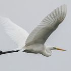 sielber reiher im trüben sonntags wetter