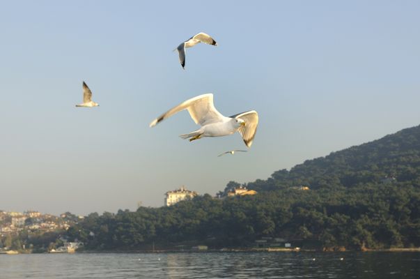 Siempre te acompañan