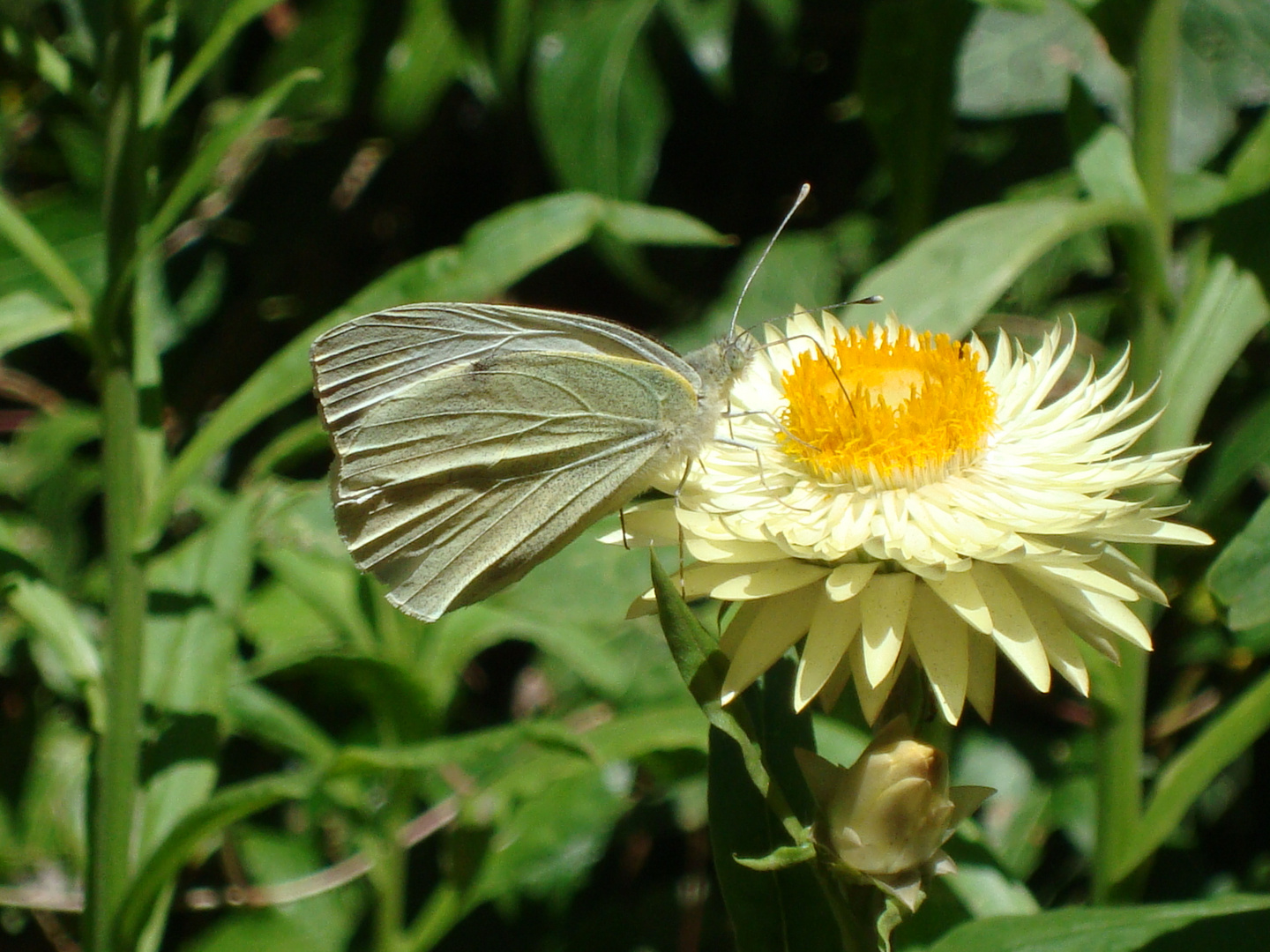 Siempre Viva + Mariposa