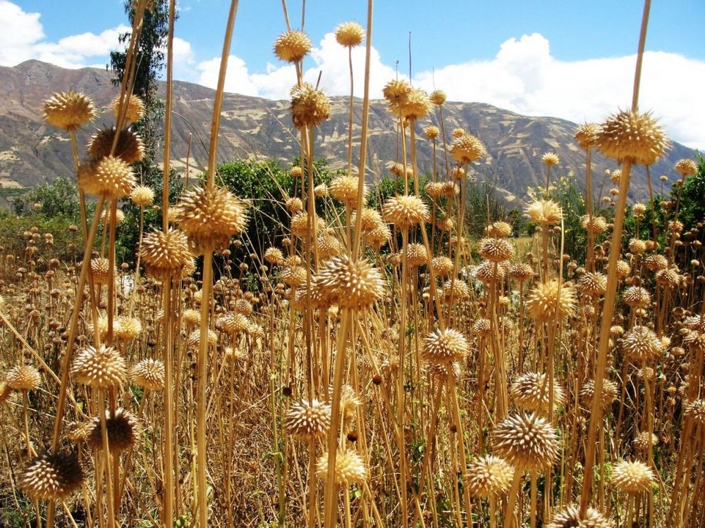 Siena de Yungay