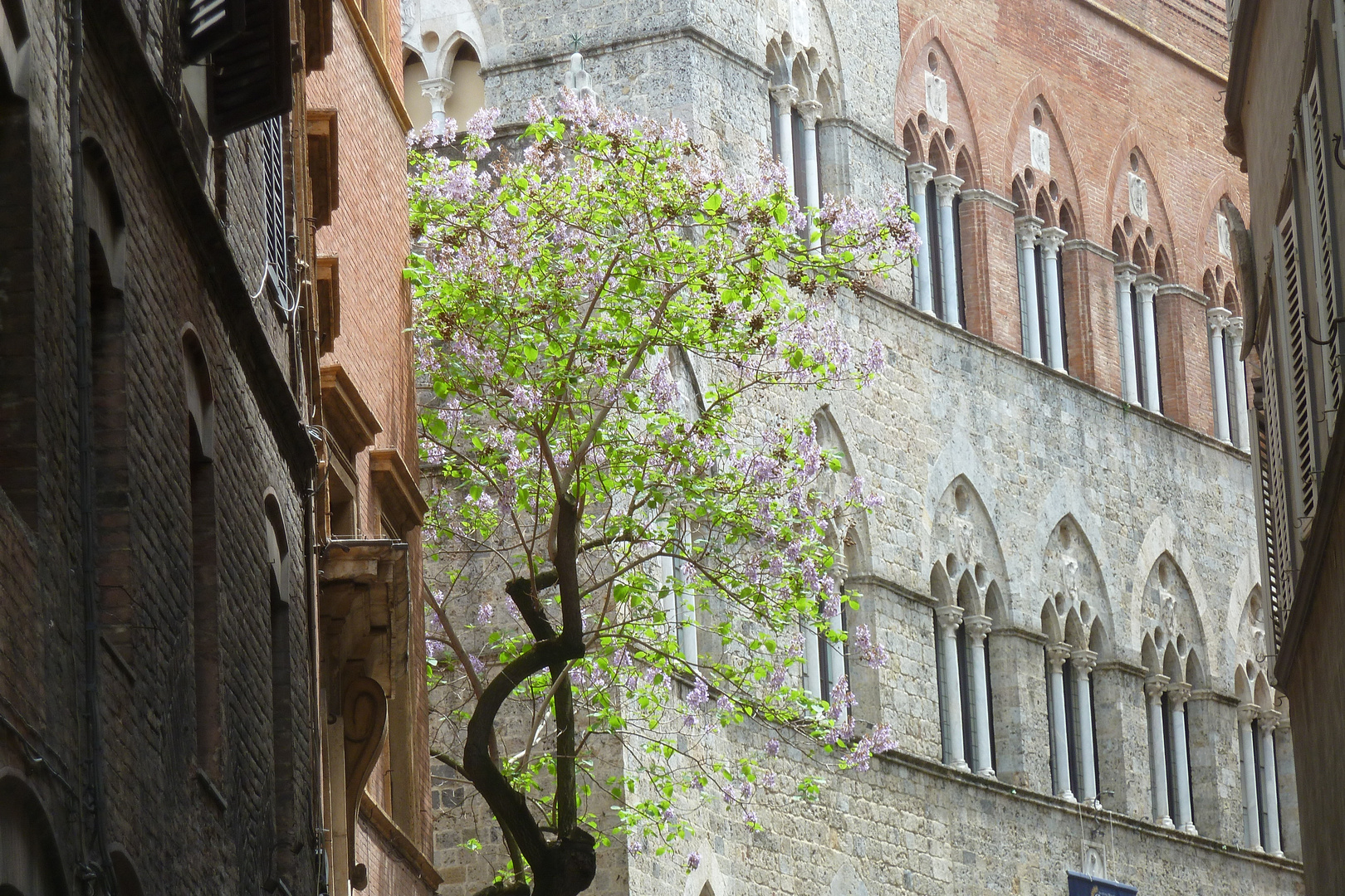 Siena - ein Baum verschönert noch die Architektur