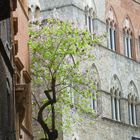 Siena - ein Baum verschönert noch die Architektur