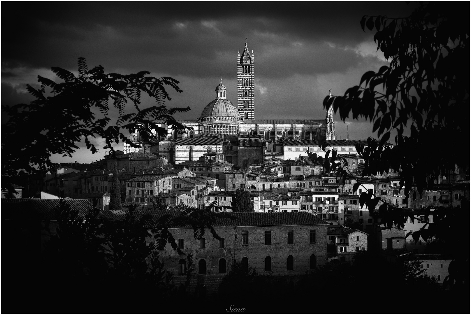 Siena in b&w