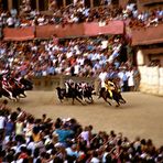 Siena Palio  (2)