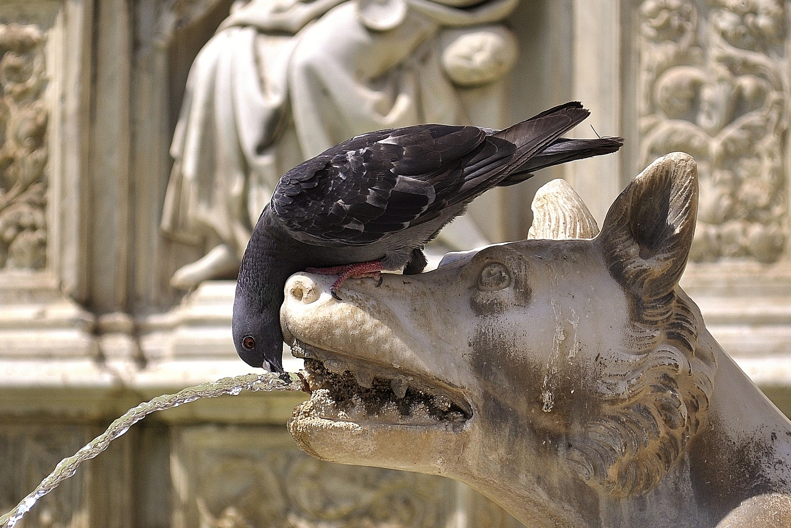 Siena, Piazza del Campo